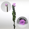Roos op steel standard Bright lilac