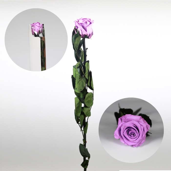 Roos op steel standard Bright lilac