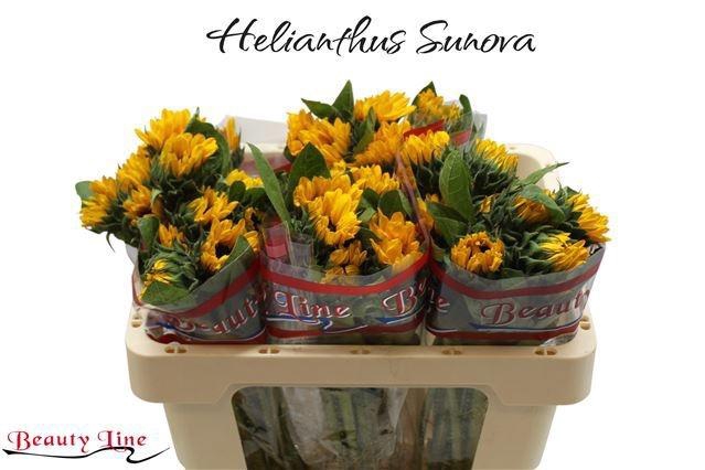 <h4>HELI SUNOVA</h4>