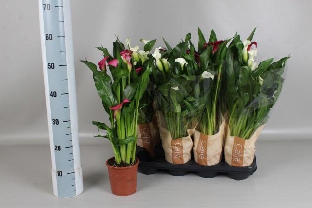 <h4>ZANT GEM 4 KL</h4>