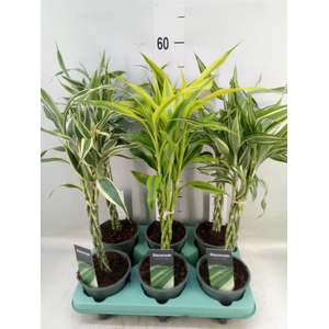 Dracaena sand.   ...mix 3