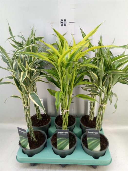 <h4>Dracaena sand.   ...mix 3</h4>