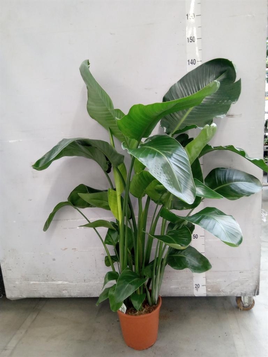 <h4>Strelitzia nicolai</h4>