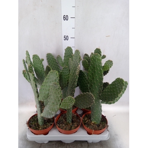 Opuntia