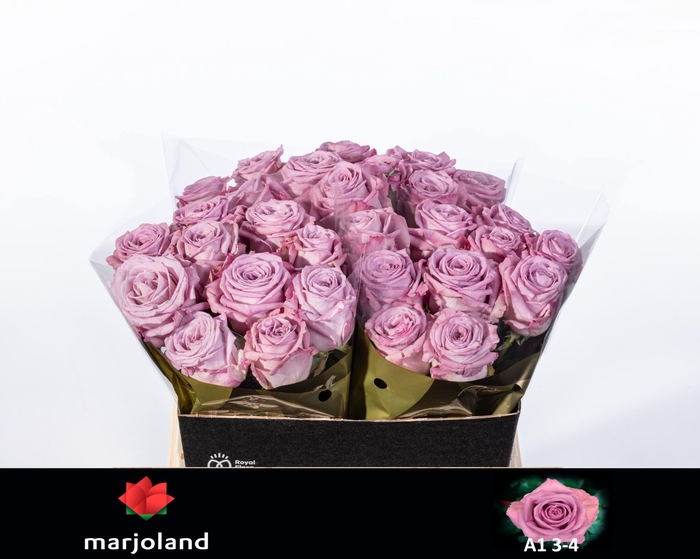 <h4>R GR NAYELI! A1 3-4</h4>