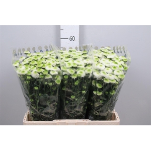 Chr S Maverick White