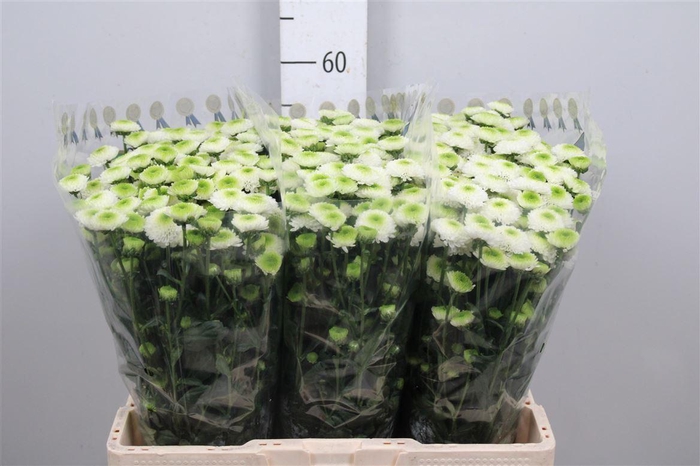 <h4>Chr S Maverick White</h4>