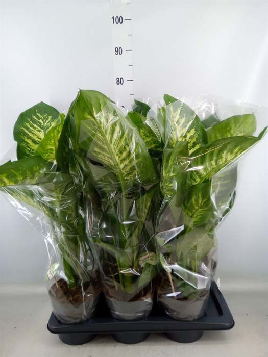 <h4>Dieffenbachia seg. 'Reeva'</h4>