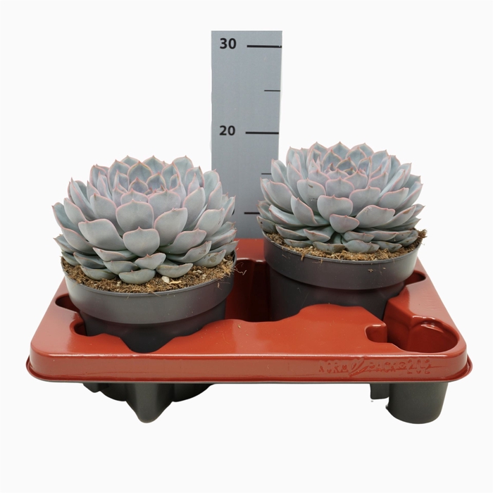 <h4>Echeveria  'Orion'</h4>