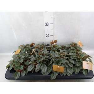 Peperomia  'Napoli Nights'