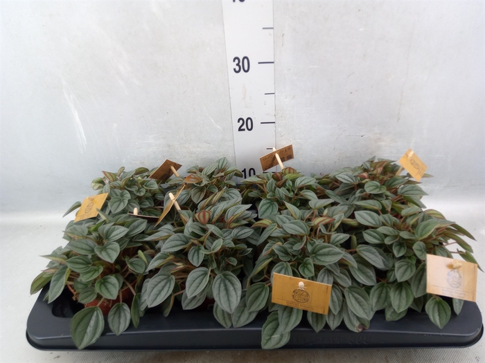 <h4>Peperomia  'Napoli Nights'</h4>