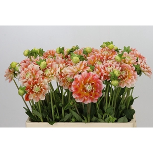 Dahlia Hapet Harmony