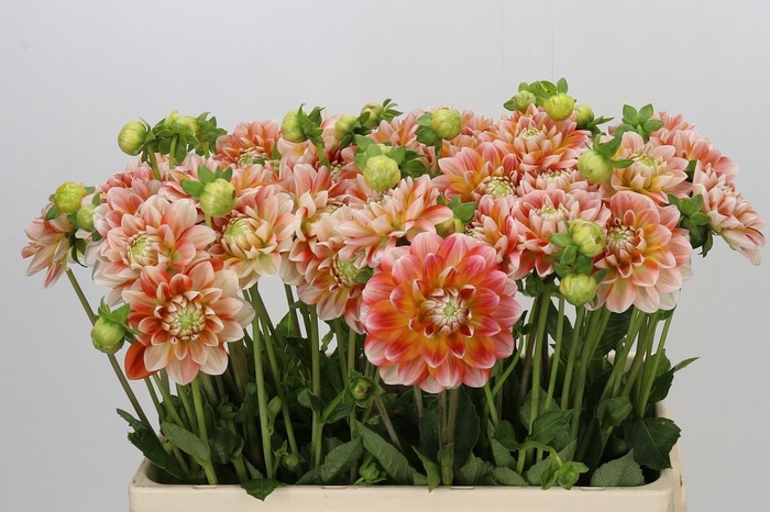 <h4>Dahlia Hapet Harmony</h4>