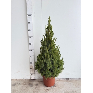 PICEA GL DECEMBER