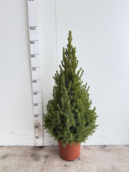 <h4>PICEA GL DECEMBER</h4>