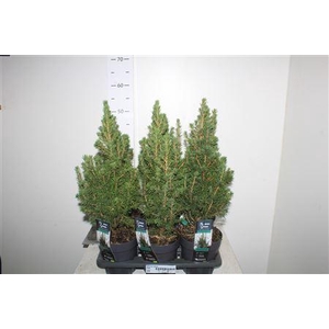 Picea Gl Conica