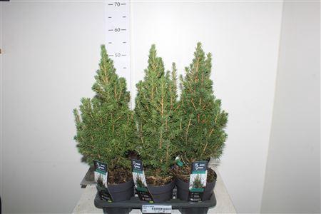 Picea Gl Conica