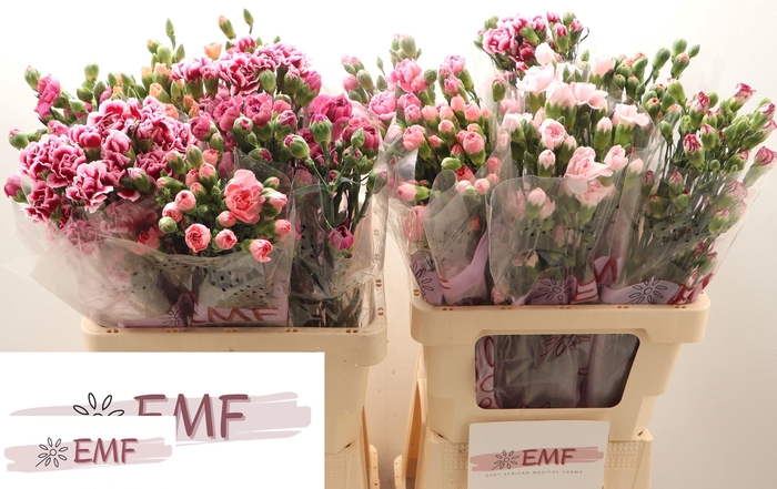 <h4>DI TR GEM IN FUST</h4>