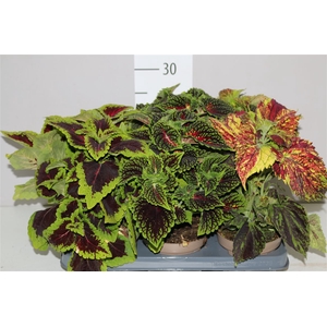 Coleus Urban Mix 12cm