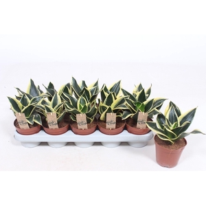 Sansevieria Golden Hahnii