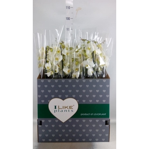 Phalaenopsis   ...white