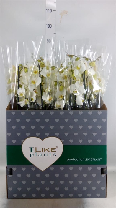 <h4>Phalaenopsis   ...white</h4>