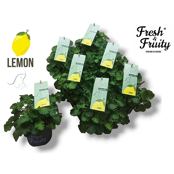 <h4>Pel. Fresh&Fruity® Lemon Fresh</h4>