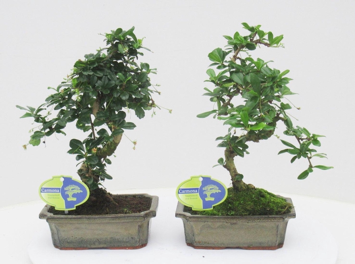 <h4>Carmona macrophylla, 20cm., shape, without drip tray</h4>