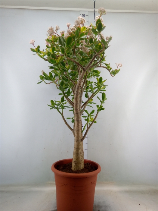 <h4>Crassula ovata 'Sunset'</h4>