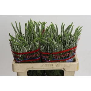 Veronica Skyler White