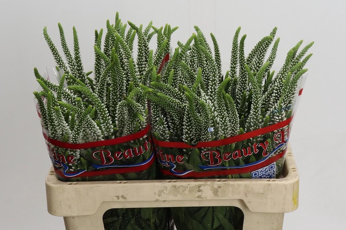 Veronica Skyler White