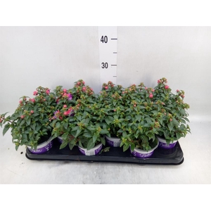 Fuchsia  'Bella Fuchsia Evita'