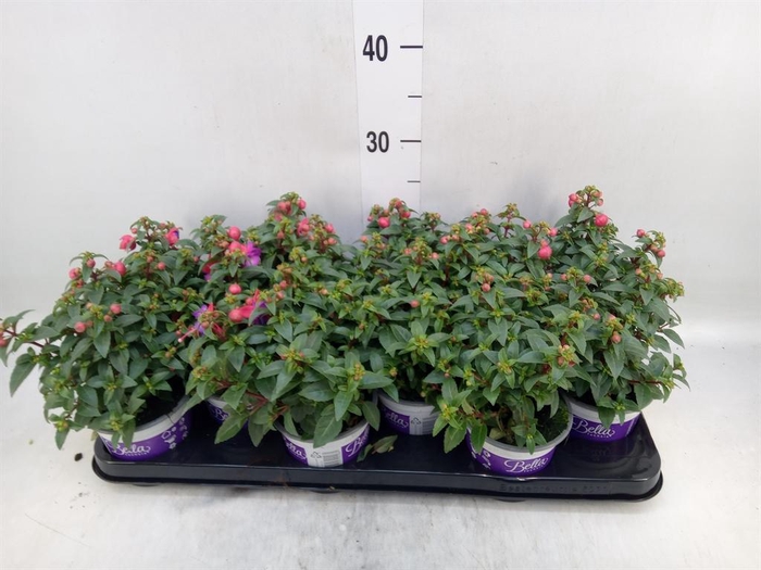 <h4>Fuchsia  'Bella Fuchsia Evita'</h4>