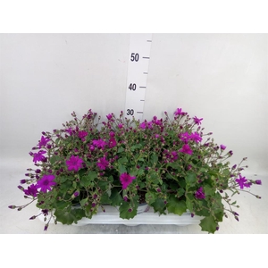 Pericallis cr. 'Senetti Magenta'