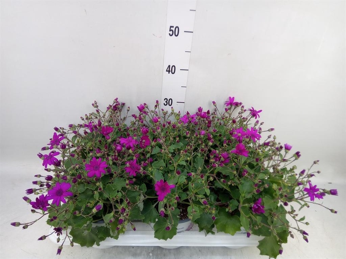 <h4>Pericallis cr. 'Senetti Magenta'</h4>
