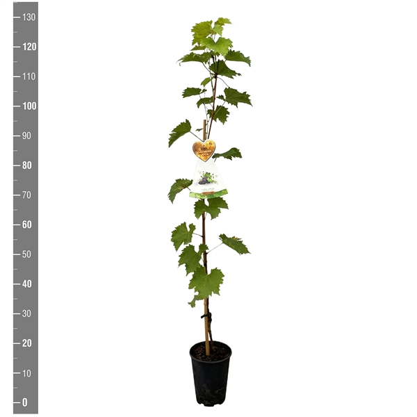 <h4>Vitis vinifera 'Muskat Blue' (druif blauw)</h4>