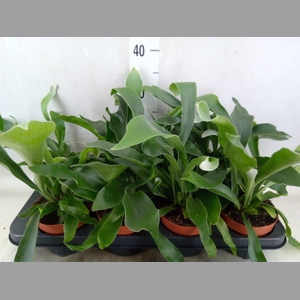 Platycerium bifurc. 'Netherlands'