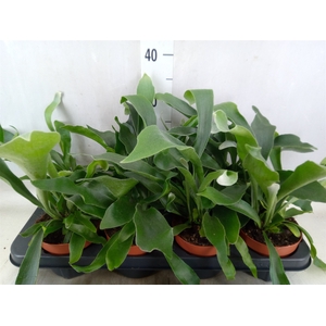 Platycerium bifurc. 'Netherlands'