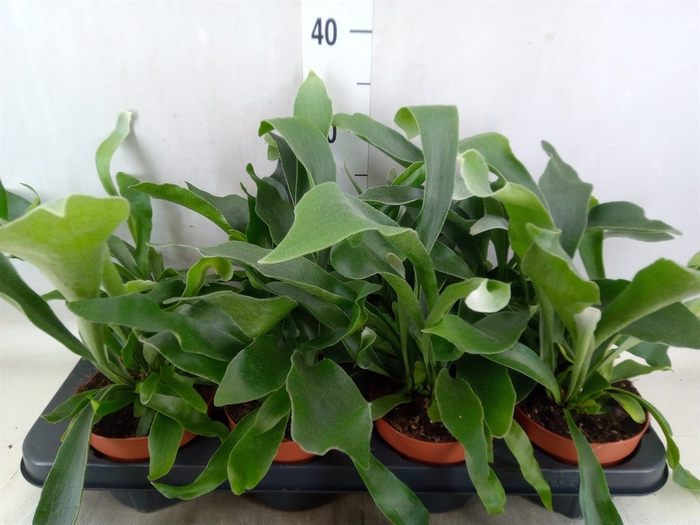 <h4>Platycerium bifurc. 'Netherlands'</h4>