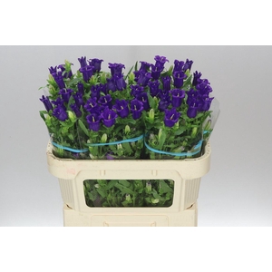 Campanula M Champ Blue