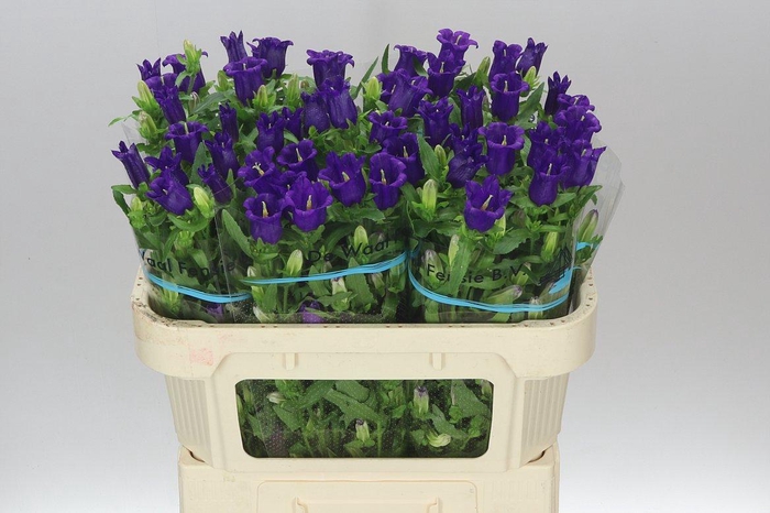 <h4>Campanula M Champ Blue</h4>