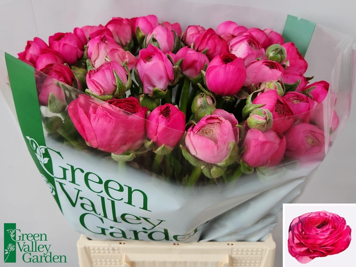 <h4>RAN THOM BONBON</h4>