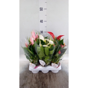 Anthurium   ...mix