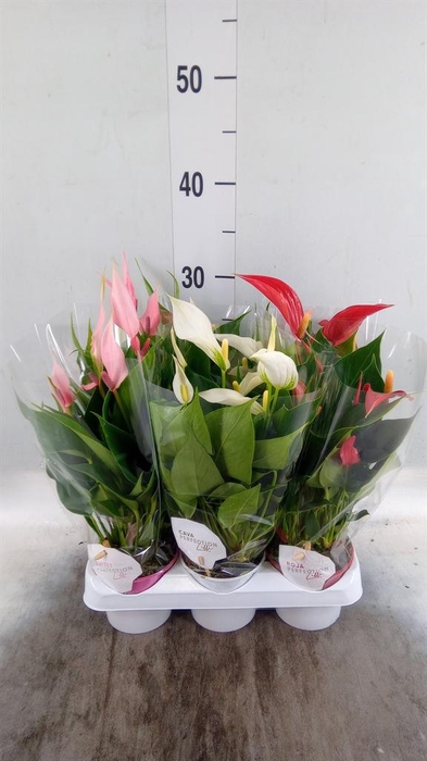 <h4>Anthurium ...mix</h4>