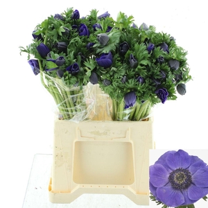 ANEM CO MIS + D BLUE