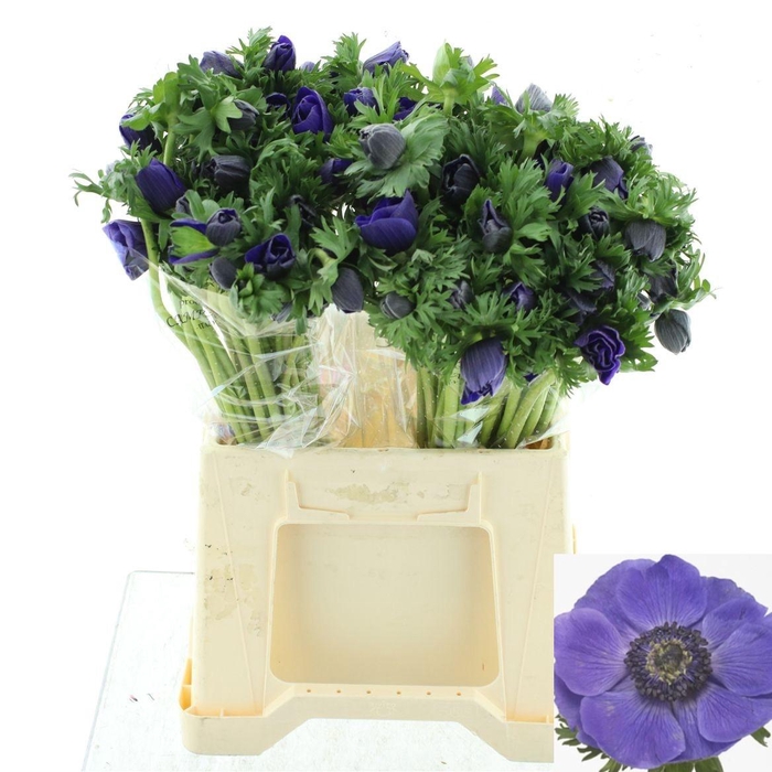 <h4>ANEM CO MIS + D BLUE</h4>