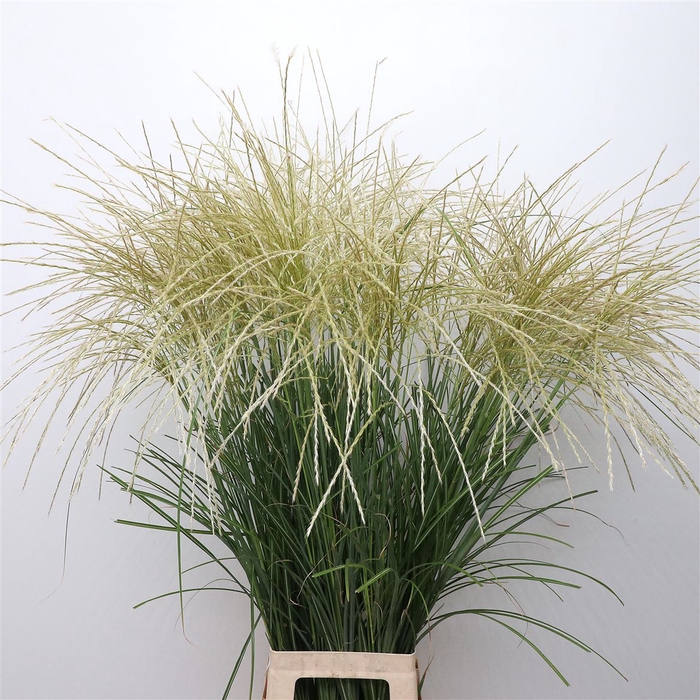 <h4>Miscanthus White</h4>