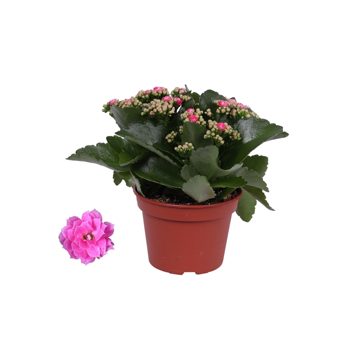 <h4>Kalanchoe Rosalina 15cm Don Nando roze, Zonder hoes</h4>