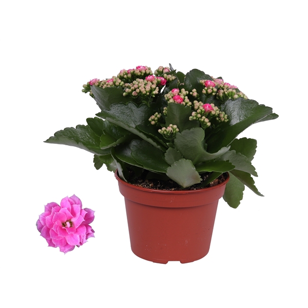 Kalanchoe Rosalina 15cm Don Nando roze, Zonder hoes