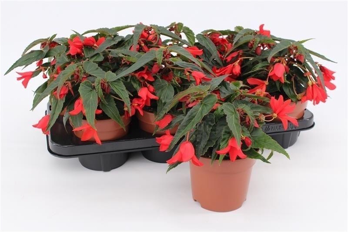 <h4>Begonia Waterfall Red</h4>